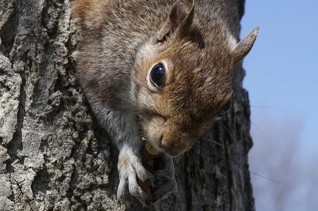 säugetiere, natur, tierwelt, animalia, haut, eichhörnchen, blick, aufmerksamkeit, pelz, tiere, tier, liebenswert, suchen, ohren, niedlich, park, ruhe, essen, know-how, fähigkeit, biologie, spielen, glücklich, haariges tier