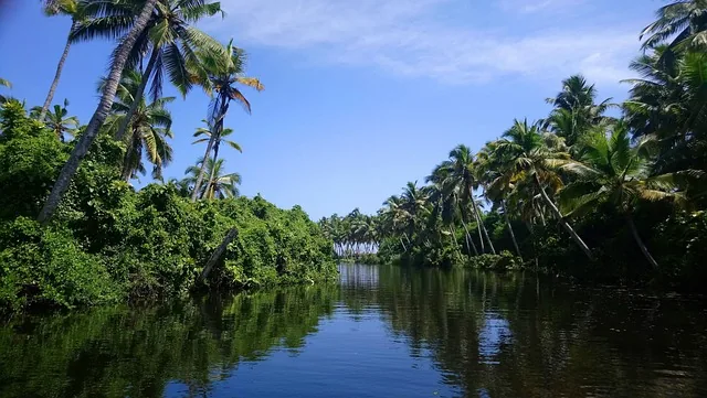 bäume, grüne bäume mit wasser, kerala, gods own country, natur, kokosnussbaum, rückstau