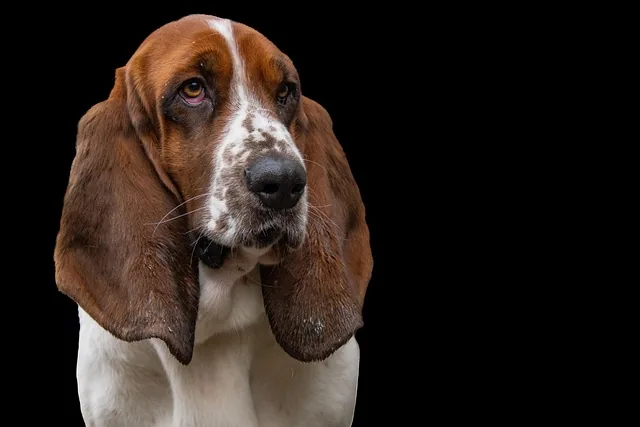 basset, hund, jagdhund, haustier, kurzhaariger mantel, natur, englisch-französischer herkunft, hund hintergrund, hundetapete, Hund, tier
