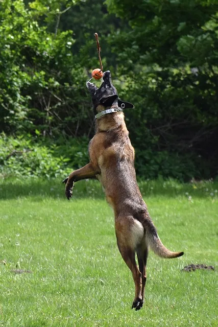 malinois, hund, springen, ball, werfen, laufen, rennen, hund mit ball, tierfreundschaft, belgischer schäferhund, malinois mit ball, hundesport, natur, sommer, hundetrick