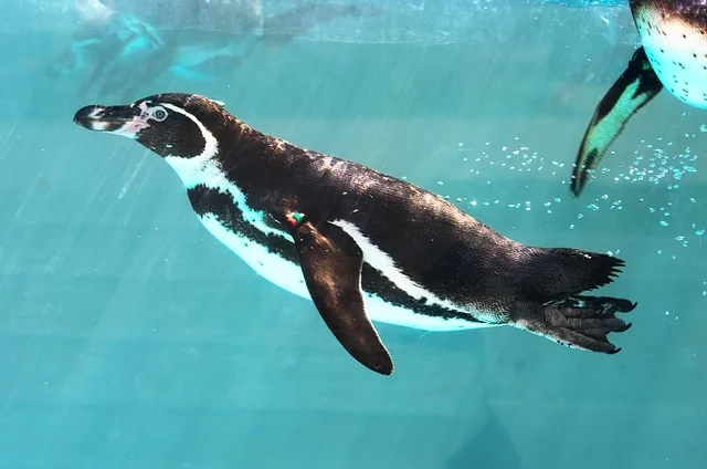 pinguine, vogel, schwimmen schwimmen, aquarium, flugunfähig, natur, tier, zoo, japan