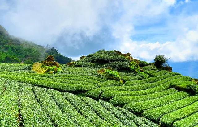 tee, hillside, himmel, tee-garten, natur, grün, regeln, landschaft, wolke