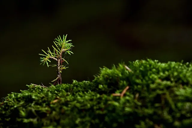 tree, moss, seedling, plant, grows, grow, green, sapling, growth, nature, up close, moss, moss, moss, moss, moss, seedling, seedling, seedling, grow, grow, grow, grow, sapling, sapling, sapling, growth, growth, growth