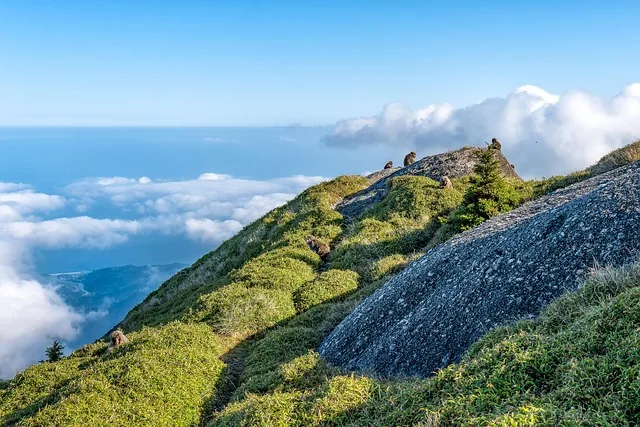 landscape, herd of monkeys, foraging, sprouts of yakuzaza, coastline, nagata village, elevation difference 1700m, yakushima, japan