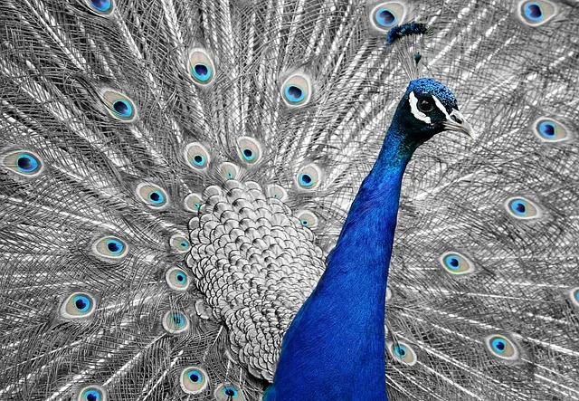 peacock, animal, bird, feathers, vanity, dazzling, nature, wheel, multicoloured, splendid, beautiful, plumage, proudly, wildlife, beauty, colorful, side view, side review, hit the wheel, vanity, vanity, vanity, vanity, vanity, wheel