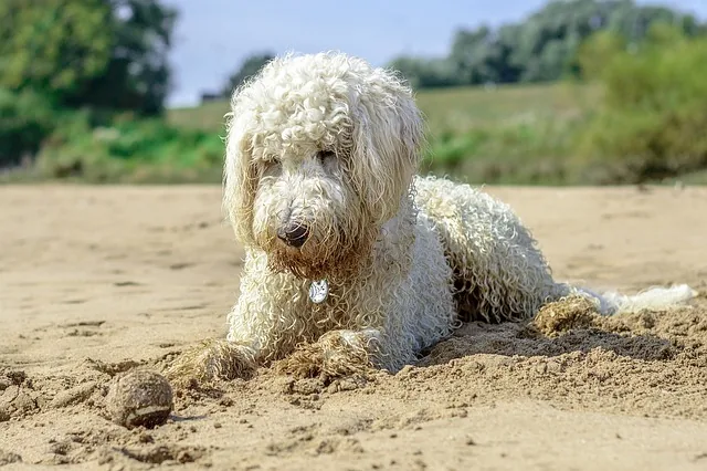 golden doodle, beach, ball, nature, pet, dog, game, water, beach sea, most beach, ball game, animal, fun