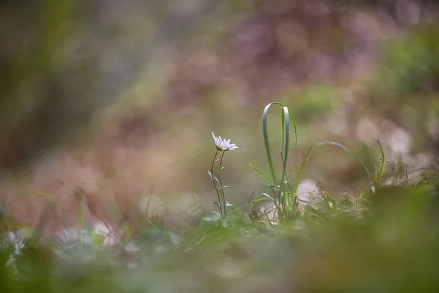 gujeolcho, their mums, wildflower, nature, green, plant, autumn