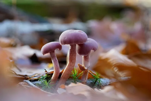 mushrooms, laccaria amethystina, amethyst deceiver, forest floor, autumn, fall