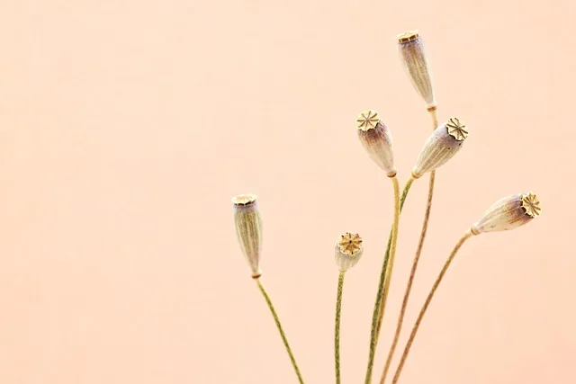 klatschmohn, dried flowers, blumen, trocken, stillleben, minimalismus, seeds, natur, hintergrund, hintergrundbild, poster, beautiful nature, nahaufnahme, fotos, pc wallpaper, hd wallpaper, mobile wallpaper, minimal, monochrome