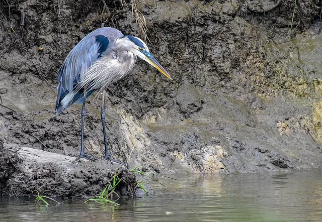 bird, blue heron, beak, feathers, plumage, lake, nature, pond, bombay hook national refuge