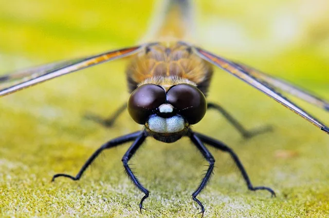 four-spot dragonfly, animals, nature, dragonflies, close up, insect