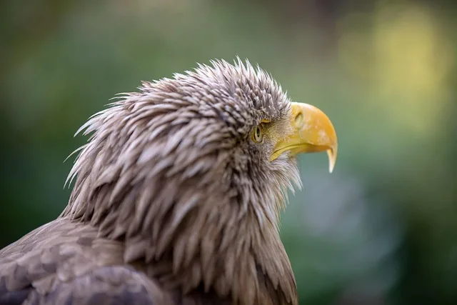 bird, eagle, nature, ornithology, species, fauna, avian, wildlife, beak, animal, wild
