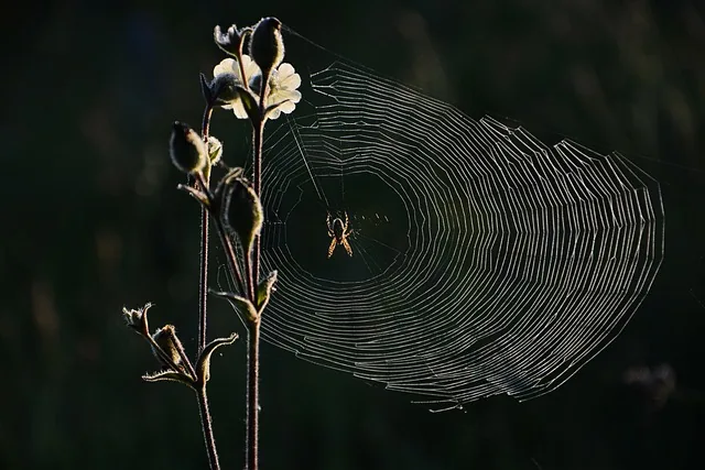 spinne, web, natur, insekt, netzwerk, makro, micro-natur, licht, detail, gewebe, muster, die kunst der natur, glänzend, design, rückfahrlicht, kraut, charmant, spinne, spinne, spinne, spinne, spinne, netzwerk, netzwerk, netzwerk