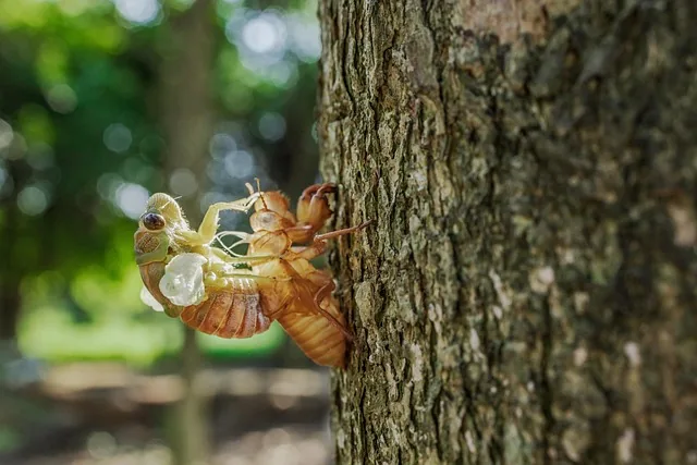 insect, entomology, cicadas, nature, reproduction, species, macro