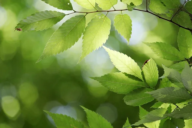 blätter, baum, pflanze, grün, abstrakt, chartreuse, wald, state of the union, natur, blätter, blätter, blätter, blätter, blätter, baum, abstrakt, wald, wald, wald