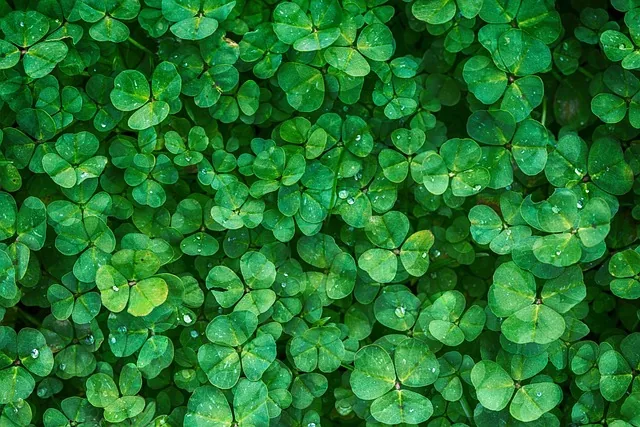 clover, hd wallpaper, windows wallpaper, leaves, green, plants, foliage, beautiful wallpaper, free wallpaper, mac wallpaper, cool backgrounds, laptop wallpaper, wallpaper hd, wallpaper 4k, green leaves, green foliage, full hd wallpaper, greenery, lush, 4k wallpaper 1920x1080, vegetation, background, nature, free background, desktop backgrounds, green background, 4k wallpaper, green plants