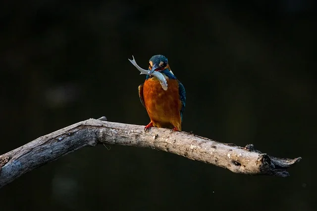 vogel, eisvogel, tier, natur, zweig, sitzend, naturtapete, schwarze tiere, schwarze tapete, schwarz natürliche, eisvogel, eisvogel, eisvogel, eisvogel, eisvogel