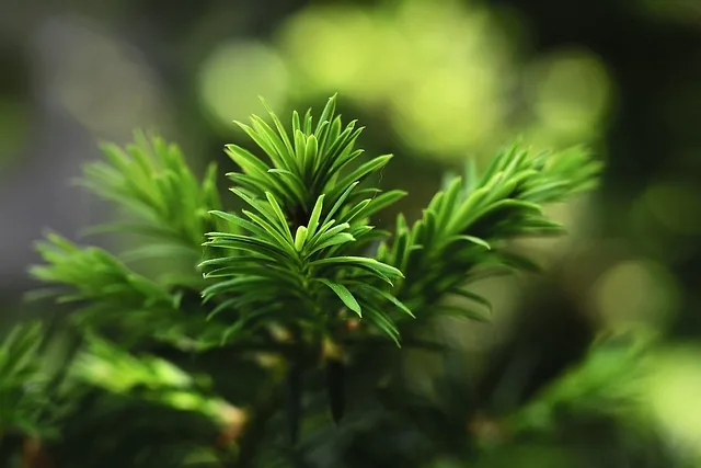 nadeln, zweig, natur, geht weg, pflanzen, baum, immergrün, nadelbaum, grün