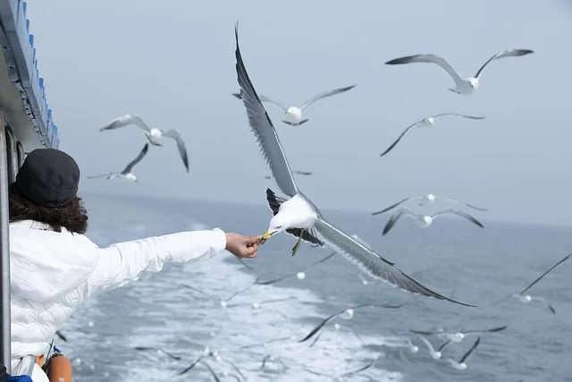 möwe, natur, ozean, möwen herde, fütterung, seize the moment