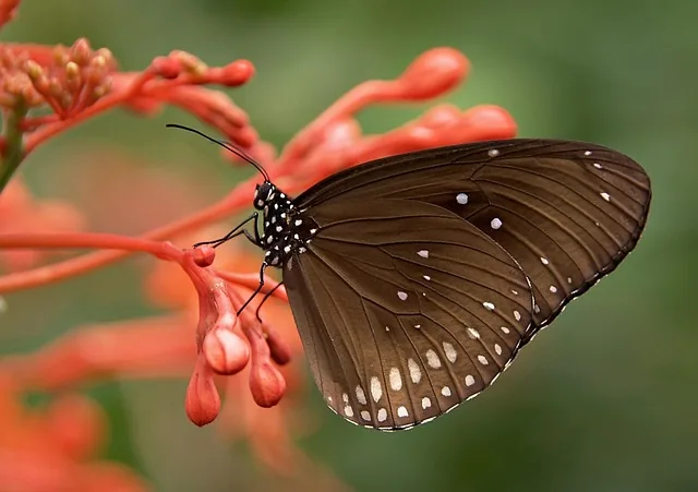 schmetterling, insekt, tier, gestreifter kernschmetterling, common crow-schmetterling, euploea core, schmetterlingsflügel, geflügeltes insekt, falter, entomologie, fauna, natur, nahaufnahme, schmetterling, schmetterling, schmetterling, schmetterling, schmetterling