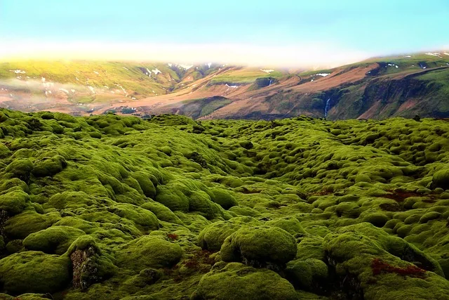 grün, moos, landschaft, land, never-never land, endlose landschaft, eldhraun lavafeld, island, moos, moos, moos, moos, moos, island, island