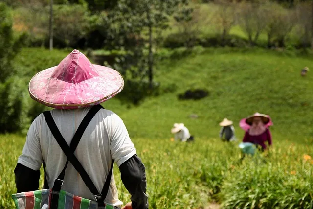 bauer, landwirtschaft, felder, arbeit, taiwan