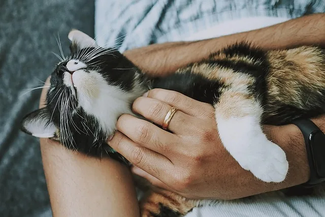 katze, haustier, pflege, pet care, kätzchen, natur, tier, hauskatze, katzenartig, säugetier, niedlich, pelzig, spielerisch, pelz, bezaubernd, katze retten, animal care, nahaufnahme